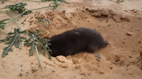 Mole digging a hole at Kgalagadi Transfrontier Park Stock Footage