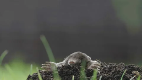 Mole digging the soil and destroying the garden Stock Footage 142033894