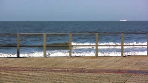 Mole Stock Footage 7736993