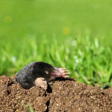 Mole in the garden Stock Photos