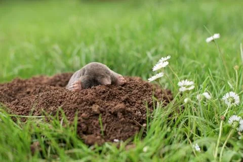 Mole in the garden Stock Photos