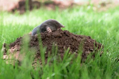 Mole in a garden Stock Photos
