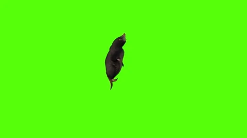 Mole get out of Hole Green Screen Animation 4K Rendering Stock-Footage 281393034