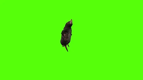 Mole get out of Hole Green Screen Animation 4K Rendering Video stock 281393035