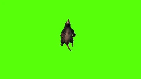 Mole get out of Hole Green Screen Animation 4K Rendering Vídeos de archivo 281393047