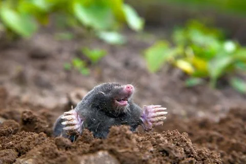 Mole in ground Stock-Fotos