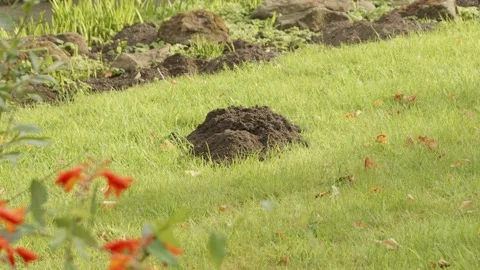 Mole hill in garden lawn backdrop stock footage Stock Footage 338057527