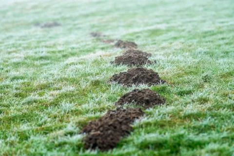Mole hill on a meadow Stock Photos