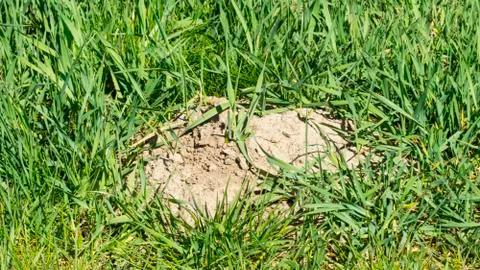 Mole hill on a meadow Stock Photos
