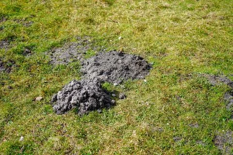 Mole hill in the middle of grass Stock Photos