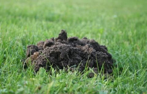 Mole hill Stock Photos