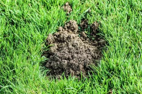 Mole hill Stock Photos