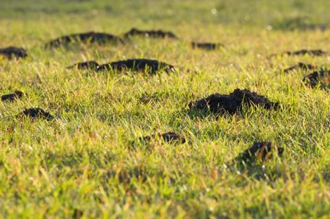 Mole hills in the grass Stock Photos