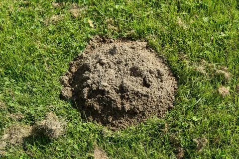 Mole hills Stock Photos
