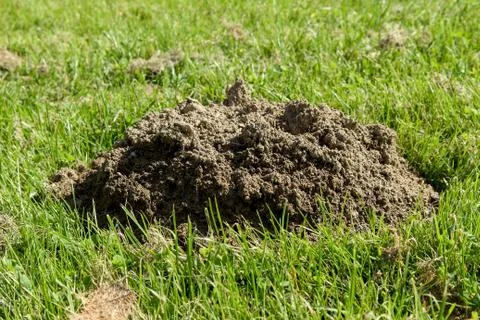 Mole hills Stock Photos