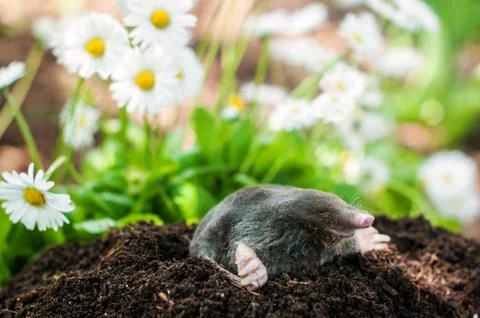 Mole in the hole Stock Photos