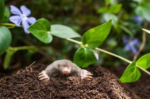 Mole in the hole Stock Photos