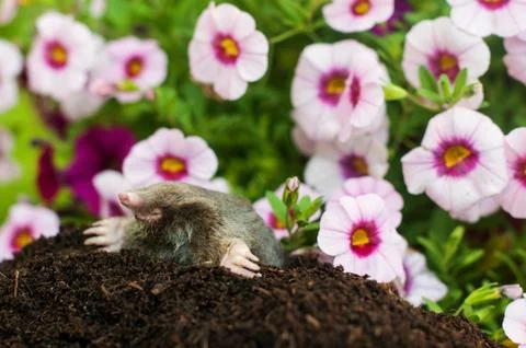 Mole in the hole Stock Photos