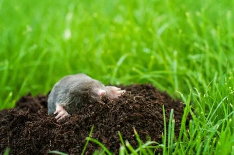 Mole in the hole Stock Photos