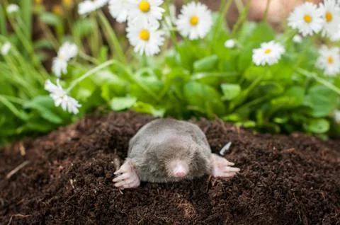 Mole in the hole Stock Photos