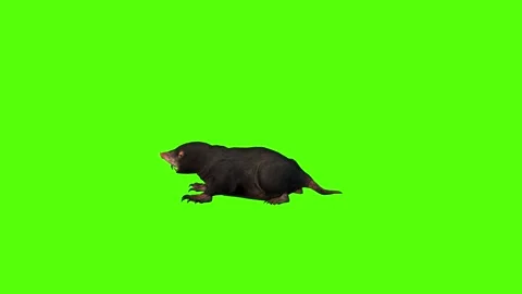 Mole Idle Green Screen Animation 4K Rendering Stock-Footage 281393046