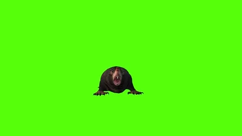 Mole Idle Green Screen Animation 4K Rendering Stock Footage 281393052