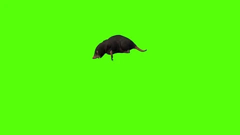 Mole Iniate Green Screen Animation 4K Rendering Stockbeeldmateriaal 281393070