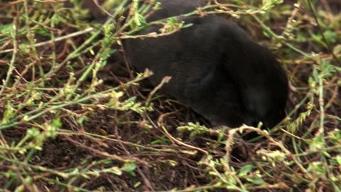 The mole makes its way through the grass, the mole tries Stock Footage 220715501