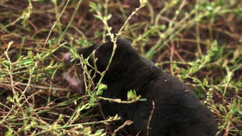 The mole makes its way through the grass, the mole tries to burrow into Stock Footage 220715603