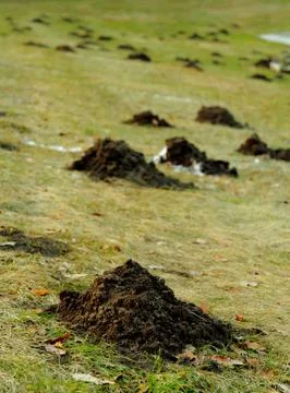 Mole mound Stock Photos