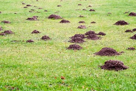 Mole mound Stock Photos
