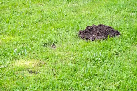 Mole mound Stock Photos