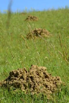 Mole mounds on spring grass in the middle of the garden / grassland Foto stock