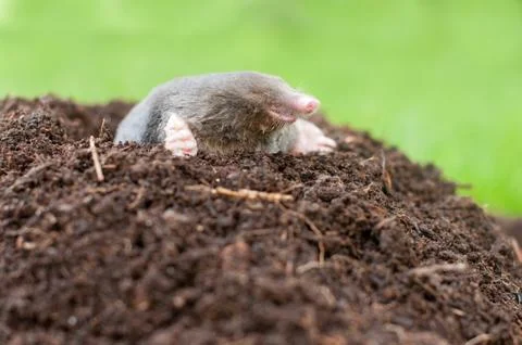 Mole in the nature Stock Photos
