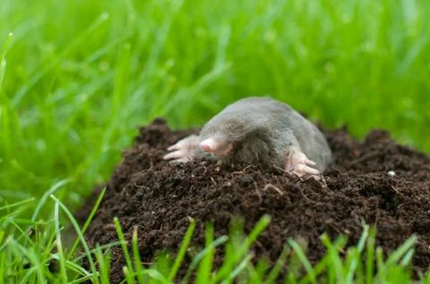 Mole out of grass Stock Photos