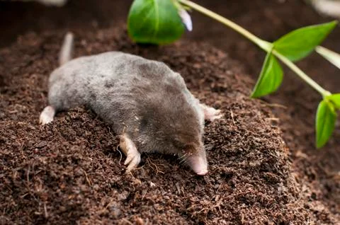 Mole out of soil Stock Photos
