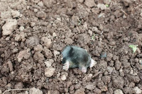 Mole out of soil Stock Photos