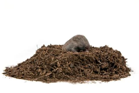 Mole Stock Photos