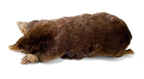 Mole Stock Photos