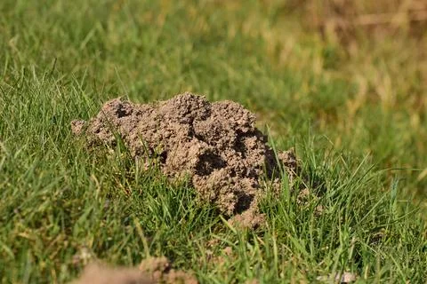 Mole pile on a dike as a close up Stock Photos