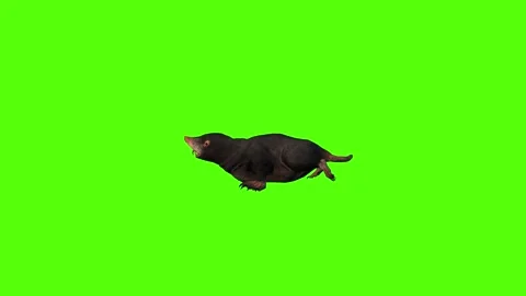 Mole Running Green Screen Animation 4K Rendering Stock Footage 281393077