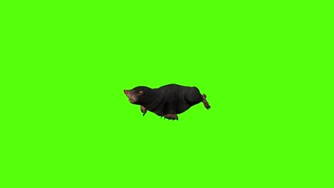 Mole Running Green Screen Animation 4K Rendering 動画素材 281393101