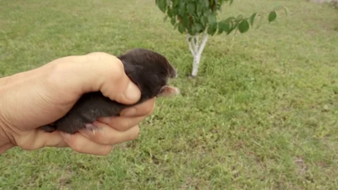 A mole is running through the grass. The mole is caught with his bare hands. Stock Footage 114634801