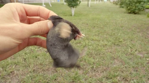 A mole is running through the grass. The mole is caught with his bare hands. Stock Footage 114634810