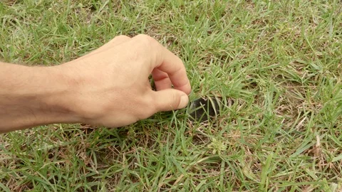 A mole is running through the grass. The mole is caught with his bare hands. Stock Footage 114634834