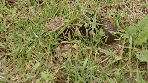 A mole is running through the grass. The mole is caught with his bare hands. Stock Footage 114634863