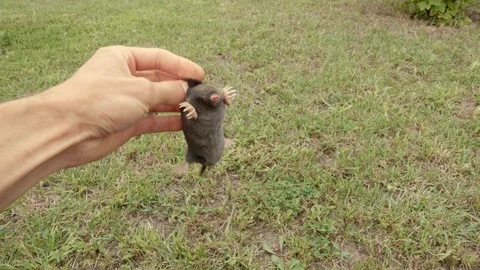 A mole is running through the grass. The mole is caught with his bare hands. Stock Footage 114634878