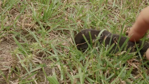A mole is running through the grass. The mole is caught with his bare hands. Stock Footage 114634887