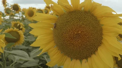 A mole is running through the grass. The mole is caught with his bare hands. Stock Footage 114634897