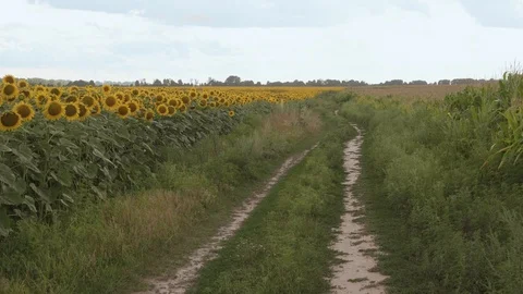 A mole is running through the grass. The mole is caught with his bare hands. Stock Footage 114634908